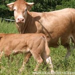 Production de viande Blonde d'Aquitaine